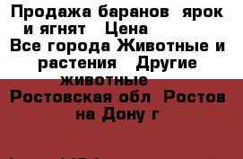 Продажа баранов, ярок и ягнят › Цена ­ 3 500 - Все города Животные и растения » Другие животные   . Ростовская обл.,Ростов-на-Дону г.